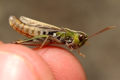 Omocestus petraeus