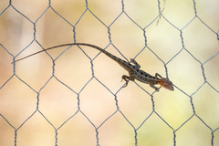 Diporiphora