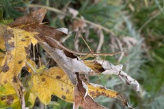 Tetanorhynchini