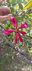 Mutisia spinosa