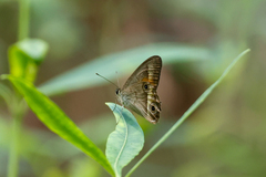 Hypocysta irius