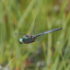 Somatochlora alpestris