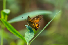 Hypocysta irius