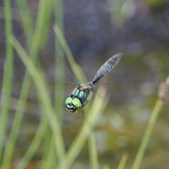 Somatochlora alpestris