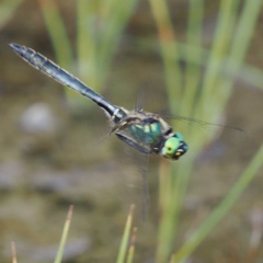 Somatochlora alpestris