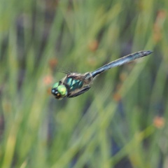 Somatochlora alpestris