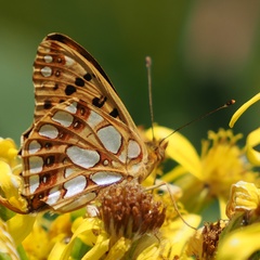Issoria lathonia