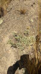 Lupinus altimontanus
