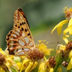 Issoria lathonia