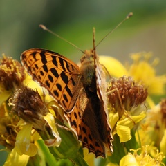 Issoria lathonia