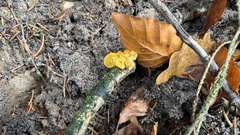 Tremella mesenterica