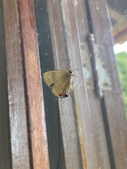 Lamprospilus orcidia