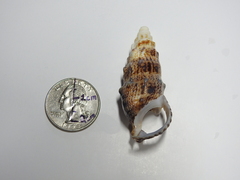 Cerithium