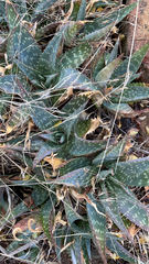 Aloe maculata
