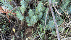 Petrosedum