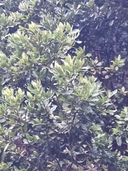 Laurus novocanariensis