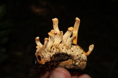 Ophiocordyceps melolonthae