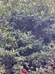 Laurus novocanariensis