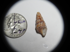Cerithium