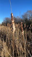 Typha latifolia