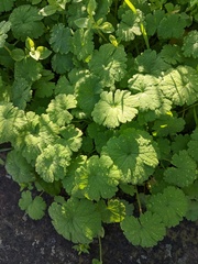 Geranium rotundifolium