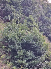 Laurus novocanariensis