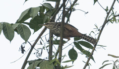 Campylorhynchus zonatus