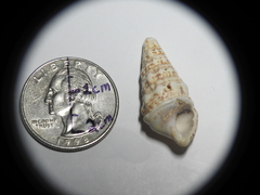 Cerithium