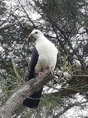 Columba leucomela