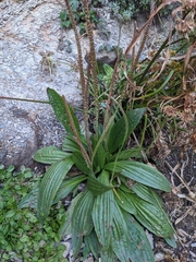 Plantago subnuda