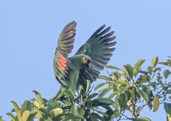 Amazona autumnalis