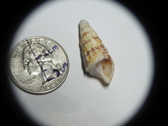 Cerithium