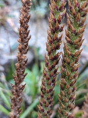 Plantago subnuda