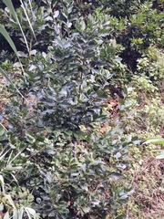 Laurus novocanariensis