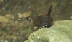 Hylorchilus sumichrasti