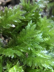 Fissidens