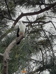 Columba leucomela