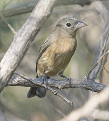 Passerina rositae