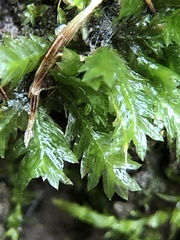 Fissidens