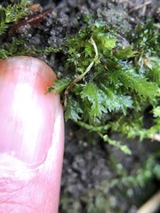Fissidens