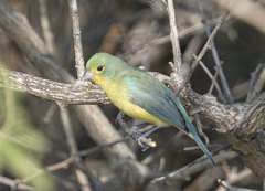 Passerina leclancherii