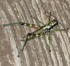 Booneacris glacialis