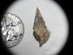 Cerithium atratum