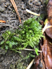 Fissidens