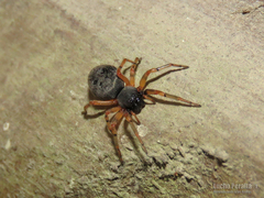 Trachelopachys cingulipes