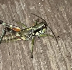 Booneacris glacialis