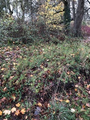 Fissidens