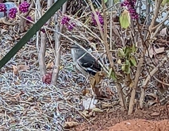 Mimus polyglottos