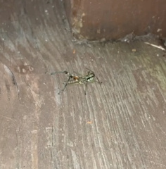 Booneacris glacialis