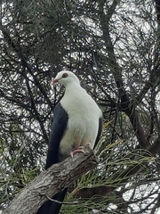 Columba leucomela
